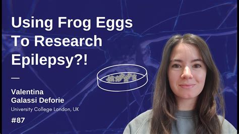 Using Frog Eggs To Research Epilepsy Valentina Galassi Deforie