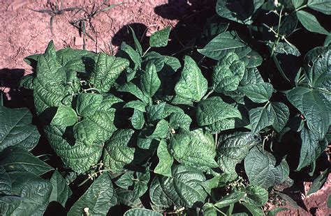 Virus Diseases Of Snap And Dry Beans Cornell Vegetables