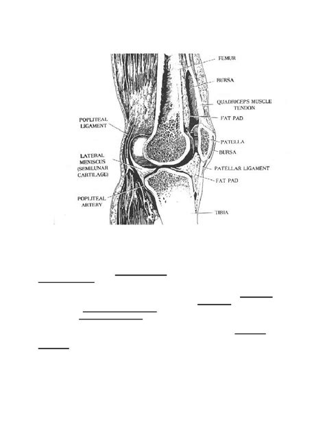 Figure 1 13 Sesamoid Bone The Patella Anatomy For X Ray Specialists