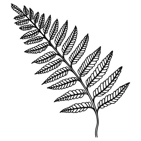 Premium Vector | Fern line art vector illustration set isolated on ...
