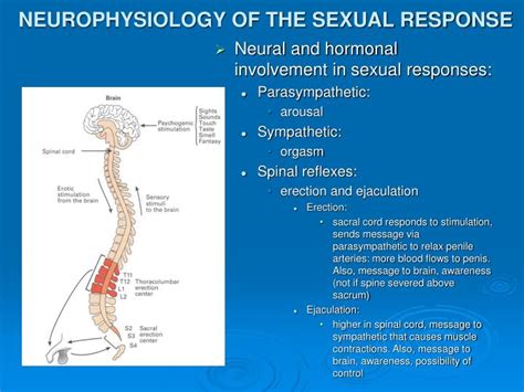 Ppt Physiology Of The Sexual Response Powerpoint Presentation Id249134