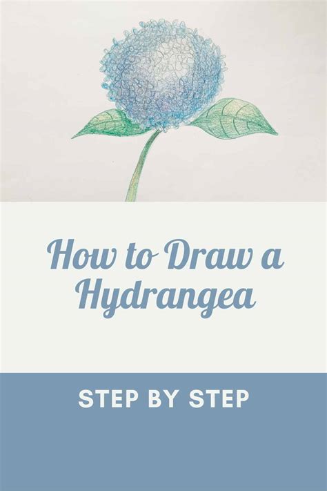 How To Draw A Hydrangea Easy With Depth Of Field Basicdraw