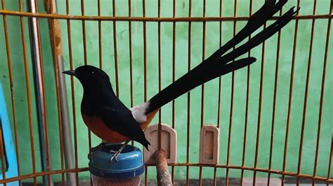 Daftar Lengkap 15 Toko Burung Di Kota Sukabumi Ulastempat