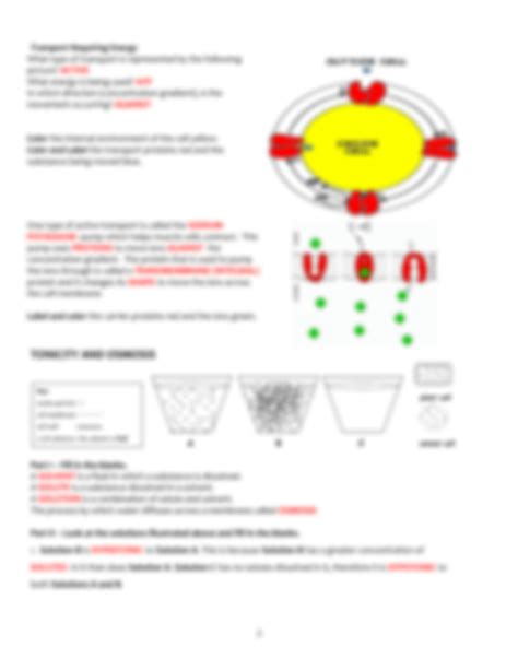 Solution Cell Membrane Tonicity Worksheet Studypool Worksheets Library