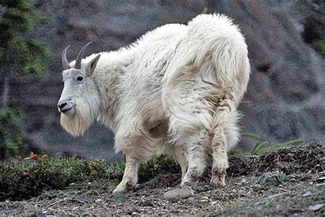 The Azure Gate: Finding Mountain Goats Part II