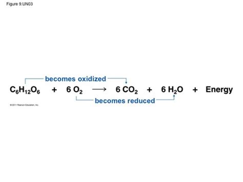 Redox Reaction Cellular Respiration