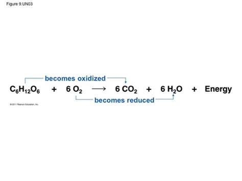 Chapter 7 Cellular Respiration Flashcards Quizlet