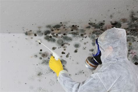 Certified Black Mold Remediation and Removal Houston | Houston Mold ...