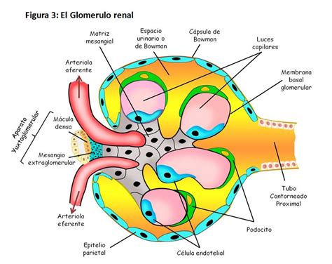 Fisiología Renal Nefrología al día