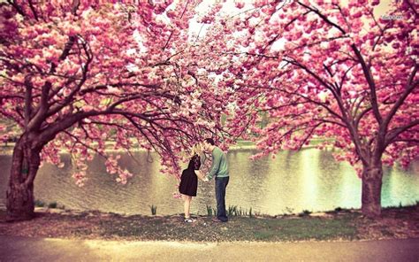 Anime Cherry Blossom Couple Hd Wallpapers - Wallpaper Cave