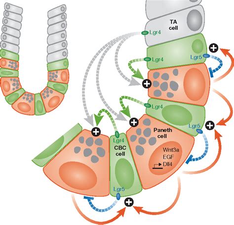 Figure 1 From The Nature Of Intestinal Stem Cells Nurture Semantic