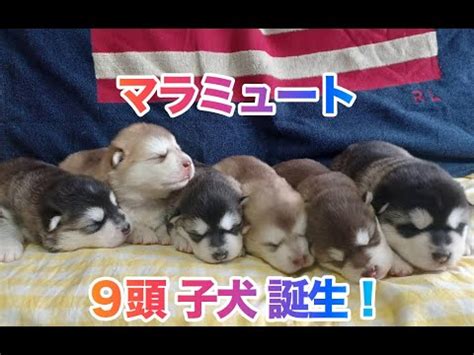 アラスカンマラミュート 子犬誕生ボーイが3頭ガールが6頭の9頭の赤ちゃん達です YouTube