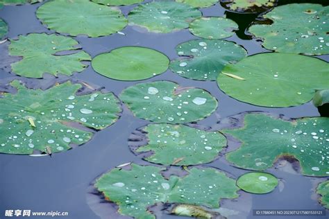 浮萍摄影图__花草_生物世界_摄影图库_昵图网