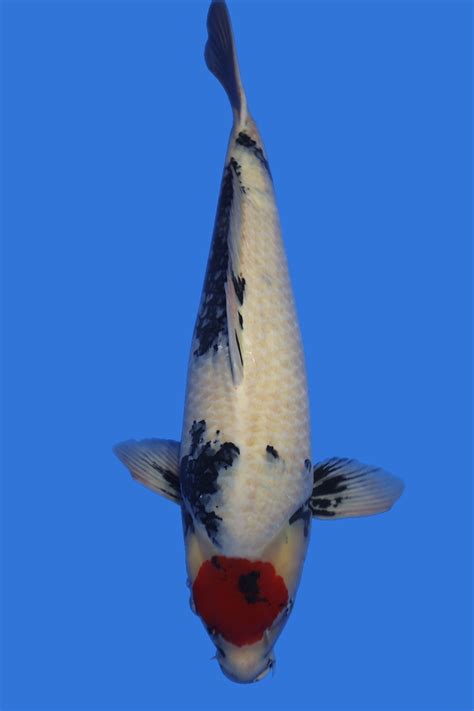 Tancho Showa - Grand Koi, LLC