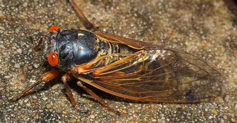 #bioPGH Blog: Cicada Summer | Phipps Conservatory and Botanical Gardens ...