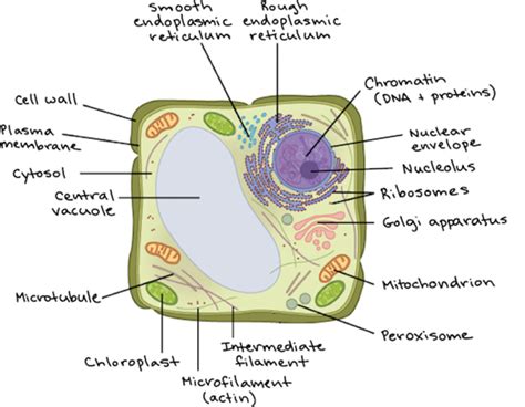 Biology 101 Cells Owlcation