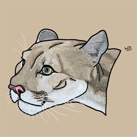 The cougar (Puma concolor) animal illustration