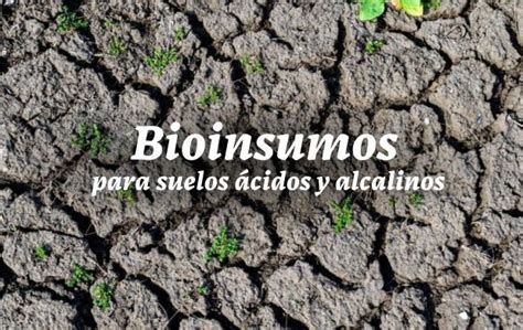 Bioinsumos Para Suelos Cidos Y Alcalinos Mejora La Productividad Y