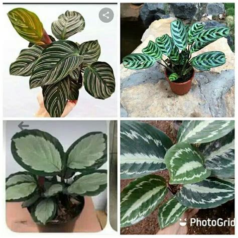 Jual Paket Hemat Jenis Calathea Ornata Sepat Darkstar Black Sirver