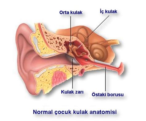 Otitis Media Orta Kulak Ltihab B L M Uzun Orap