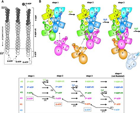 Structural Basis For Actin Assembly Activation Of ATP Hydrolysis And