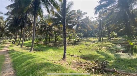 Coconut Trees With Paddy Fields Farm For Sale At Chittur Palakkad 3 20