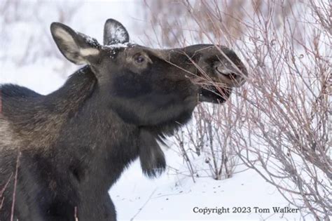 Moose Bull Rutting Display 0115 Photo Tom Walker Photographer