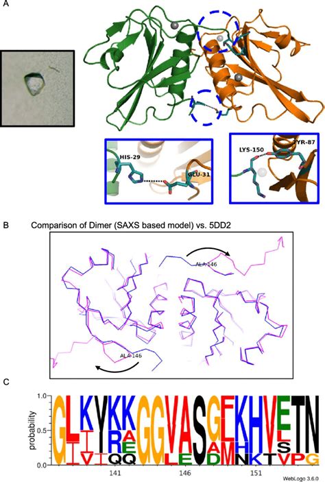 Crystal Structure Of The Dimer Of In Presence Of Ca Ions Is