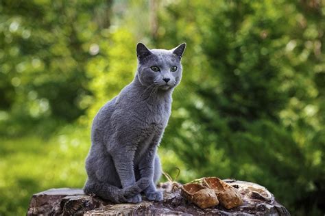 Kucingnya Para SULTAN Ini 15 Ras Kucing TERMAHAL Di Dunia Harganya