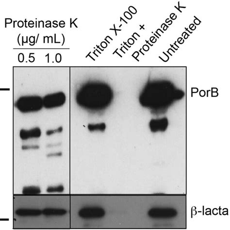 Immunoblot Analysis Of β Lactamase In Proteinase K And Triton