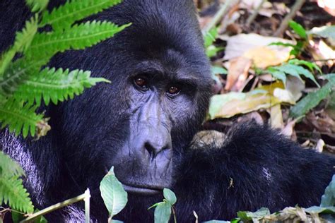 Visado de Uganda para ciudadanos de Níger y visado para África Oriental