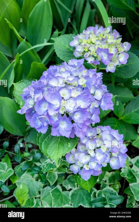 Purple Mophead hydrangea, USA Stock Photo - Alamy