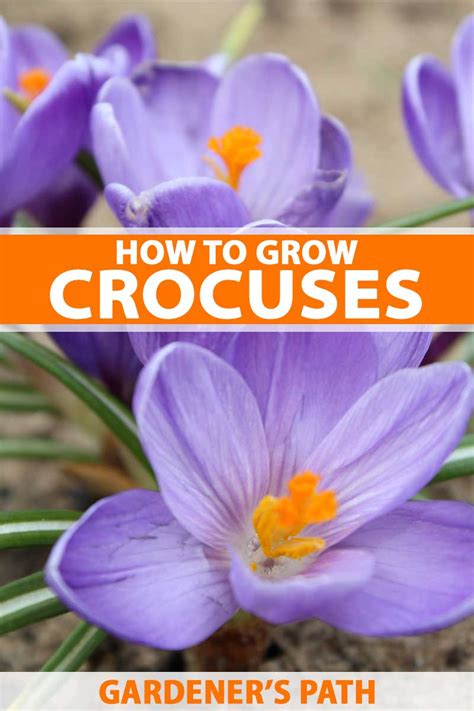 How To Grow And Care For Crocus Flowers Gardeners Path