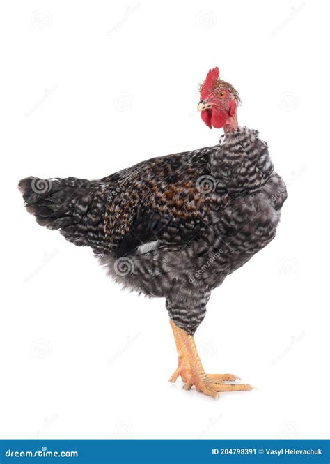 Naked Neck Rooster Isolated On White Stock Image Image Of Fowl