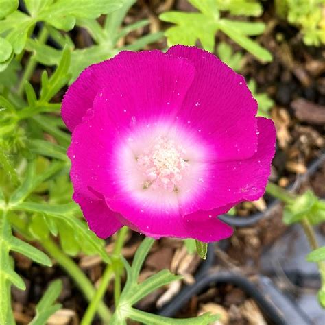 Callirhoe involucrata (Purple Poppy Mallow) - Cavano's Perennials