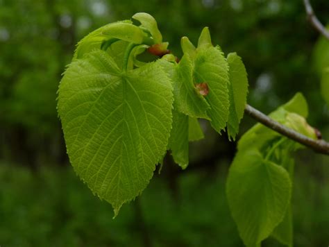 American Basswood Dendroica Cerulea Flickr