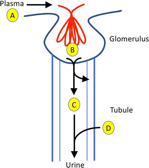 Sources Of Complement Activation Fragments In Urine Complement