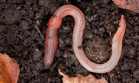 Earthworms