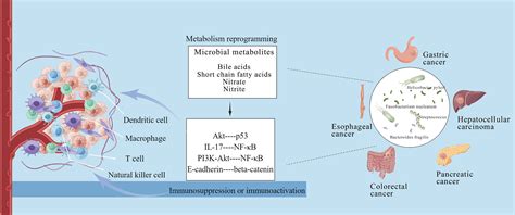 Frontiers Intratumoral Microbiome And Gastrointestinal Cancers