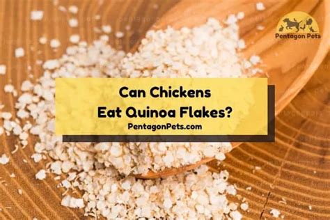 Can Chickens Eat Quinoa Is It Safe Pentagon Pets