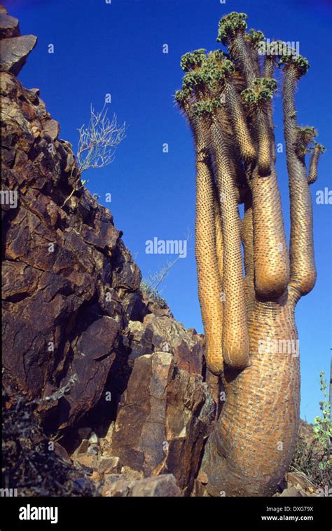 Pachypodium Namaquanum Halfmens In The Richtersveld Stock Photo Alamy