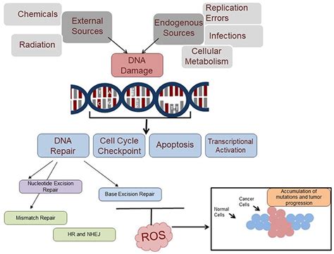 Dna Repair Types Definition And Importance Protein Biosynthesis And