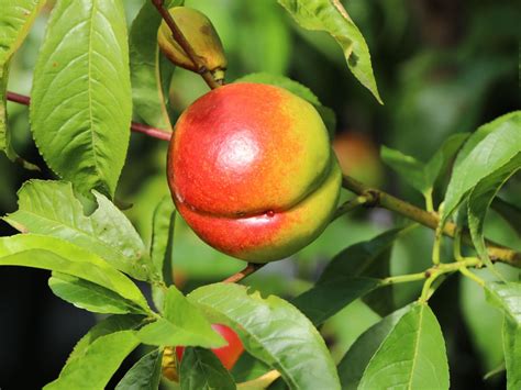 Nektarine Independence Prunus Persica Var Nucipersica