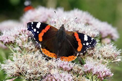 No. 48 Newsletter - Summer 2022 - Eastbourne & District Local Group