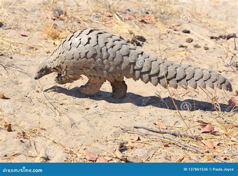 A Rare Sighting Of A Wild Pangolin Which Is Scurrying Across The Dry