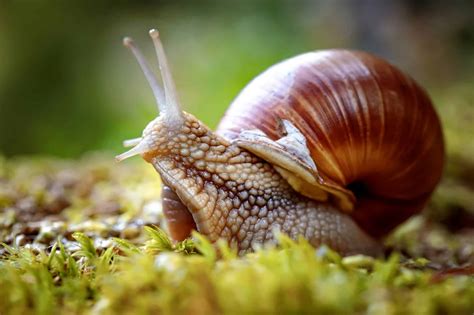 Les méthodes surprenantes pour dire adieu aux limaces et escargots dans