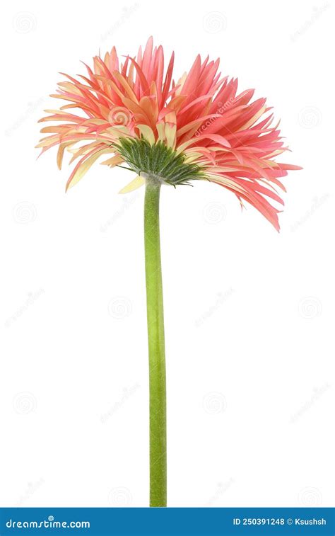 Gerbera Pink Daisy Flower Royalty Free Stock Photography