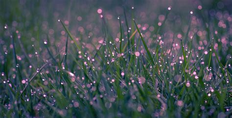 Wallpaper Sunlight Water Nature Field Green Bokeh Dew Leaf