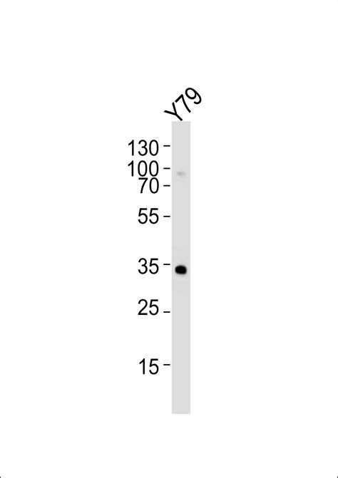 OTX2 Anitbody Purified Mouse Monoclonal Antibody Mab WB E Buy