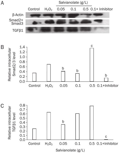 Relative intracellular Smad2 3 and TGFβ1 level by Western blotting A